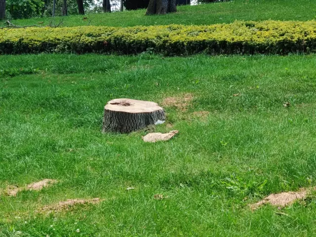 İBB'nin Emirgan'da 130 ağacı izinsiz kestiği ihbarı, Orman Müdürlüğü ekiplerini harekete geçirdi İBB'nin Emirgan'da 130 ağacı izinsiz kestiği ihbarı, Orman Müdürlüğü ekiplerini harekete geçirdi