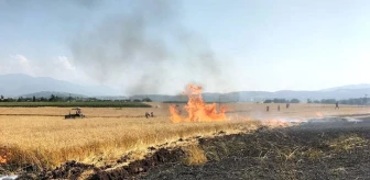 Osmaniye'de 10 dönüm buğday tarlası yandı