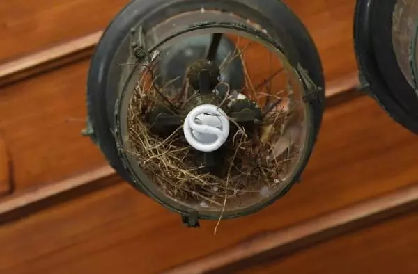 Valilik girişindeki kumru yuvasına, validen 'Sakın dokunmayın' talimatı