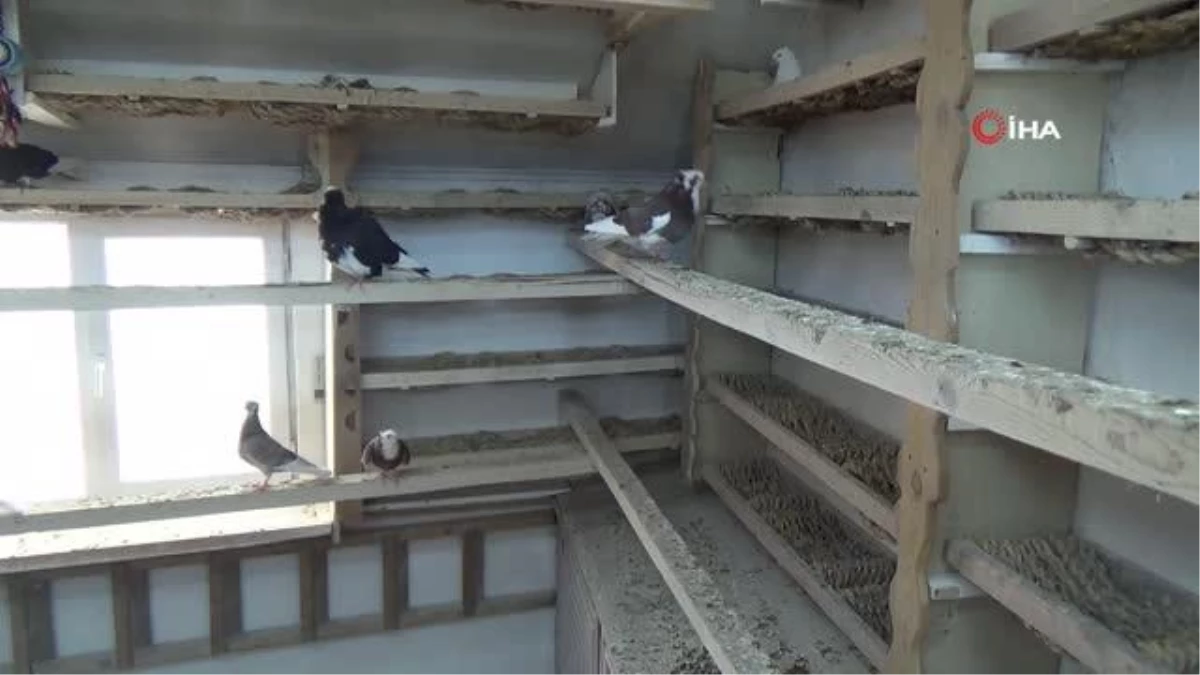 'Türk fısıldayıcısı' Bayburt güvercini ilgi çekmeye devam ediyor