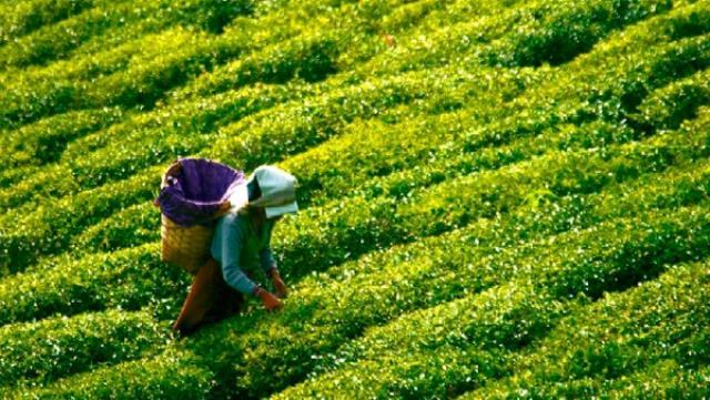 Çay Kanunu Teklifi TBMM Başkanlığına sunuldu