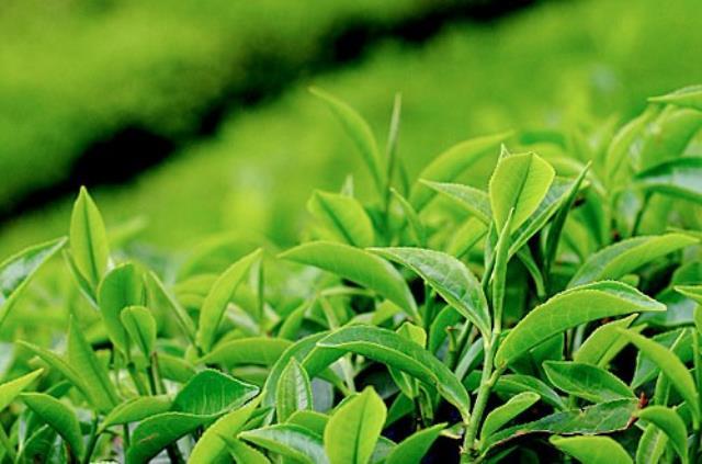 Çay Kanunu Teklifi TBMM Başkanlığına sunuldu