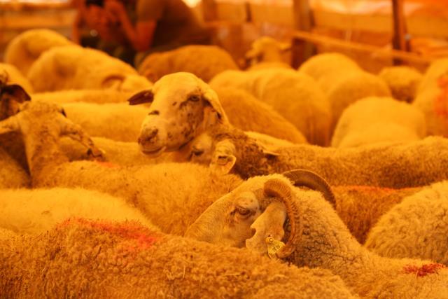 Uzman isim üstüne basa basa uyardı! Kurbanlık alırken bu noktaya dikkat