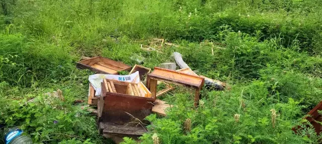 Bir mahalleyi ayı korkusu sardı: 'Evlerimizden çıkamıyoruz' Bir mahalleyi ayı korkusu sardı: 'Evlerimizden çıkamıyoruz'