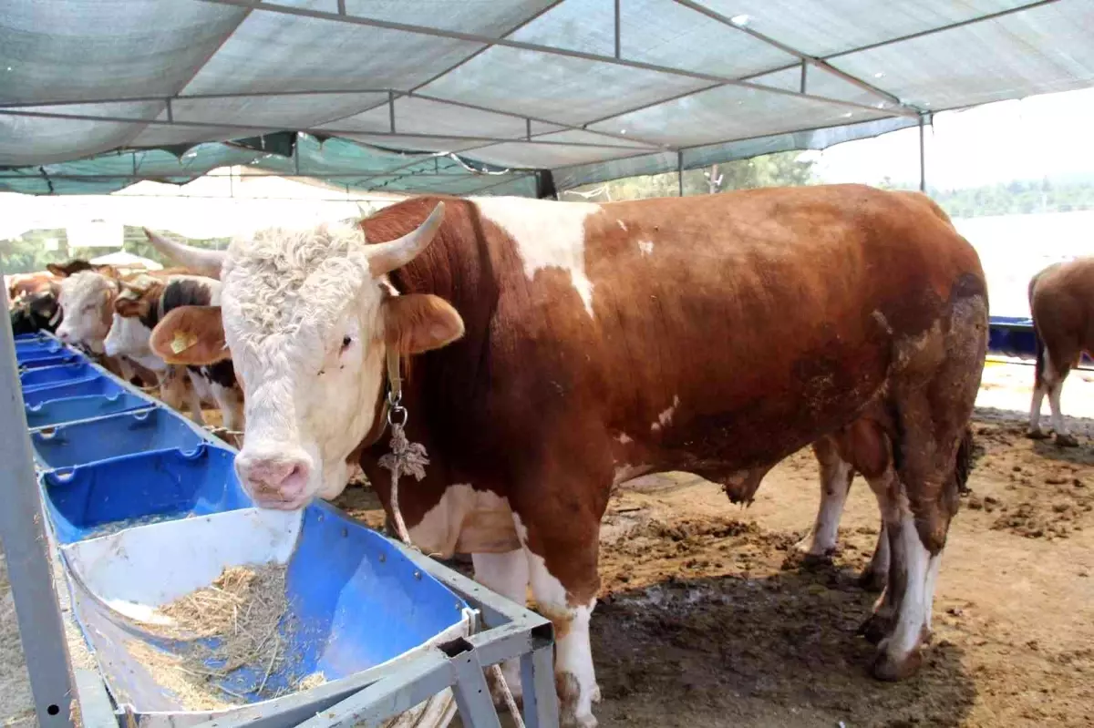 İzmir'de kurban pazarı hareketliliği başladı