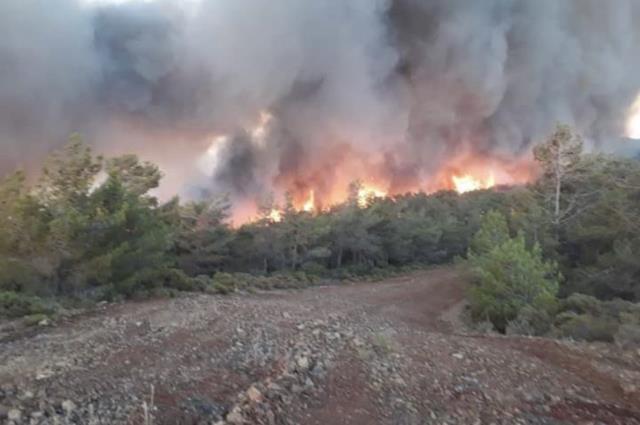 Marmaris'te ciğerlerimiz yanıyor! Rüzgarın etkisiyle alevler kısa sürede yayıldı Marmaris'te ciğerlerimiz yanıyor! Rüzgarın etkisiyle alevler kısa sürede yayıldı