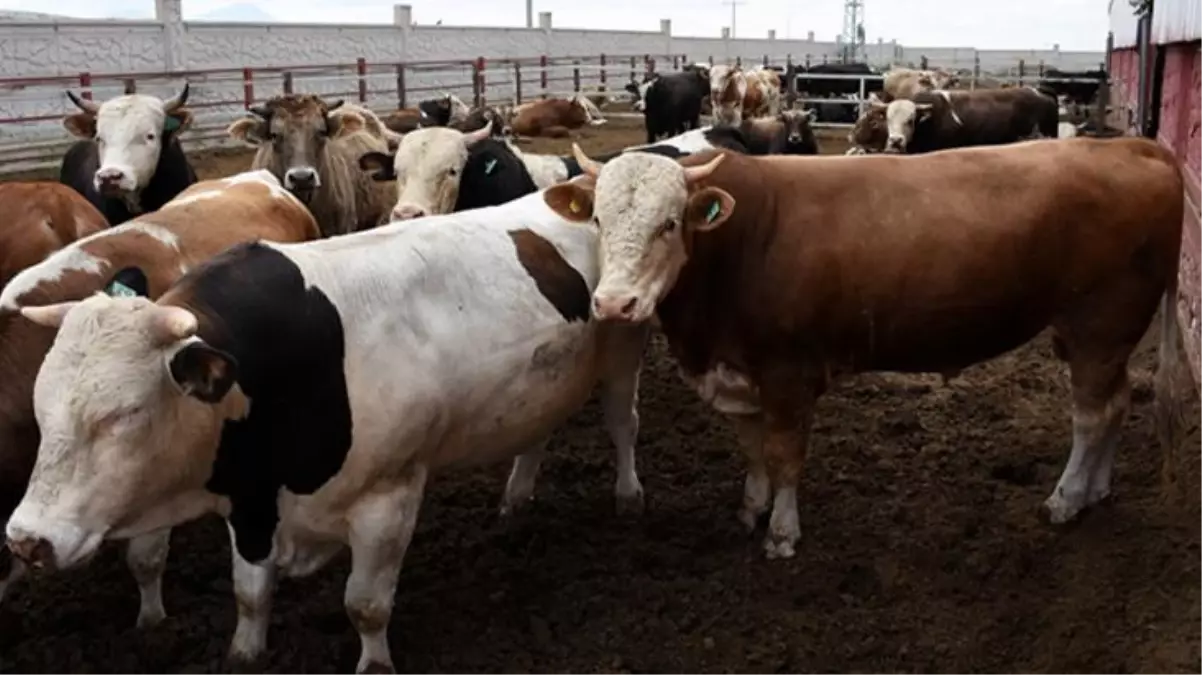 Türkiye Kasaplar Federasyonu Başkanı Yardımcı: Geçen yıla oranla kurbanlık fiyatlarına yüzde 25-30 oranında zam geldi