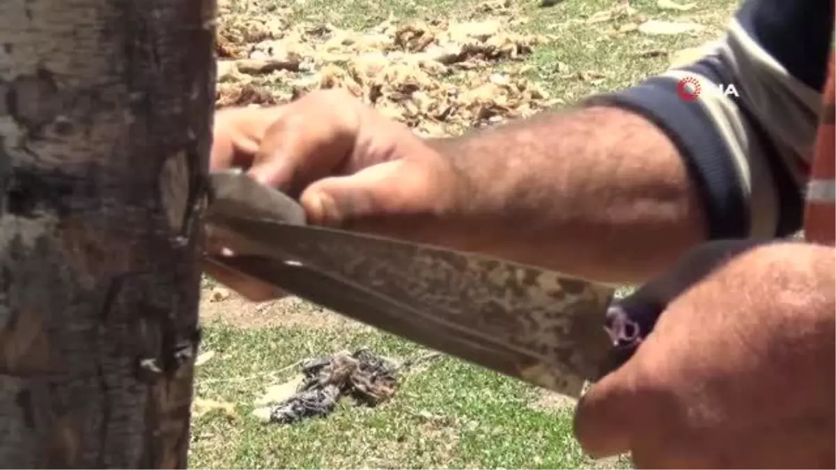 Muş'ta koyun kırkımına başlandı
