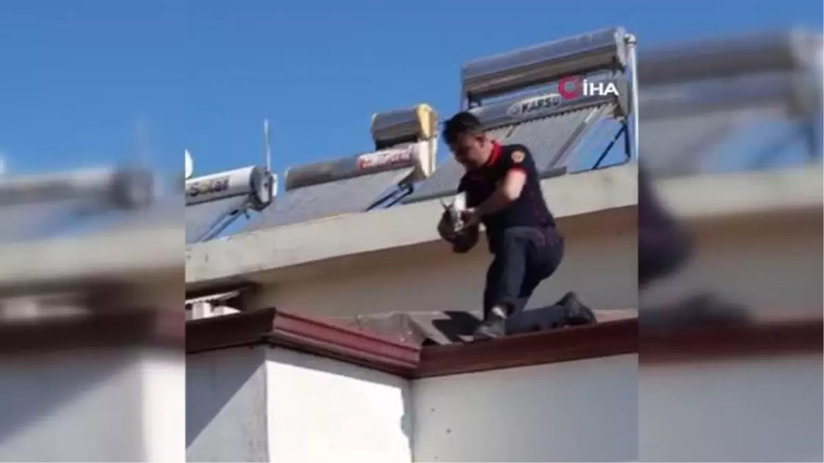 Çatıda asılı kalan güvercin kurtarıldı