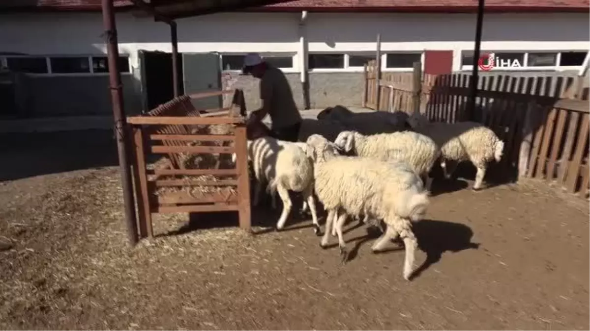 Öğrencilerin beslediği küçükbaş hayvanlar kurbanlık olarak görücüye çıktı