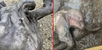 Altın madeninde 30 bin yıllık mamut yavrusu bulundu