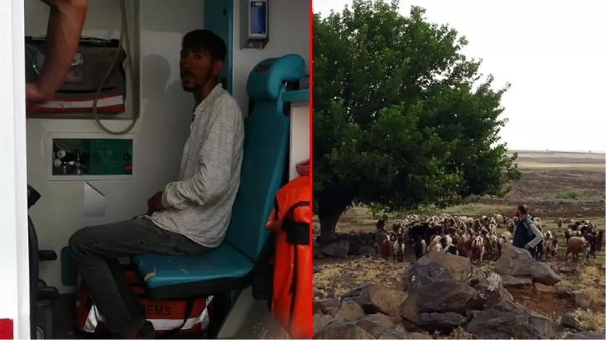 Kahvaltı yaptıkları ağacın üstüne yıldırım düştü! Feci olayda 6 çoban yaralandı