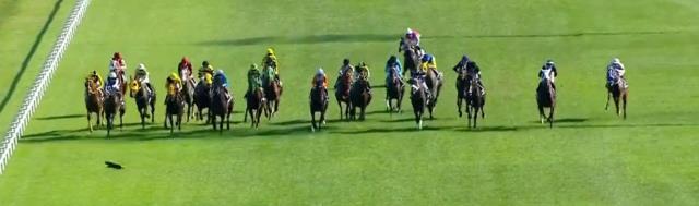 96. Gazi Koşusu'nda yürekler ağza geldi! Üzerine koşan atları gören kedi ne yapacağını şaşırdı