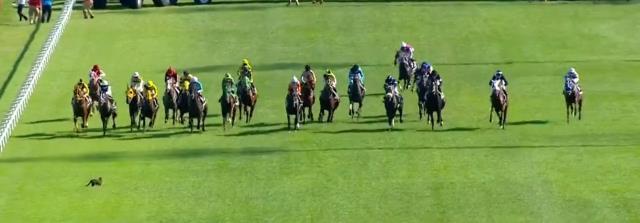 96. Gazi Koşusu'nda yürekler ağza geldi! Üzerine koşan atları gören kedi ne yapacağını şaşırdı