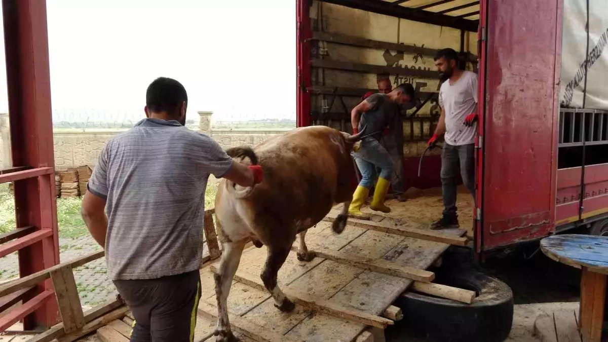 Muş'tan batı illerine kurbanlık sevkiyatı başladı