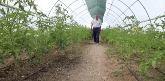 Çubuk Mesleki ve Teknik Anadolu Lisesinde üretilen sebzeler sofralara ulaşıyor
