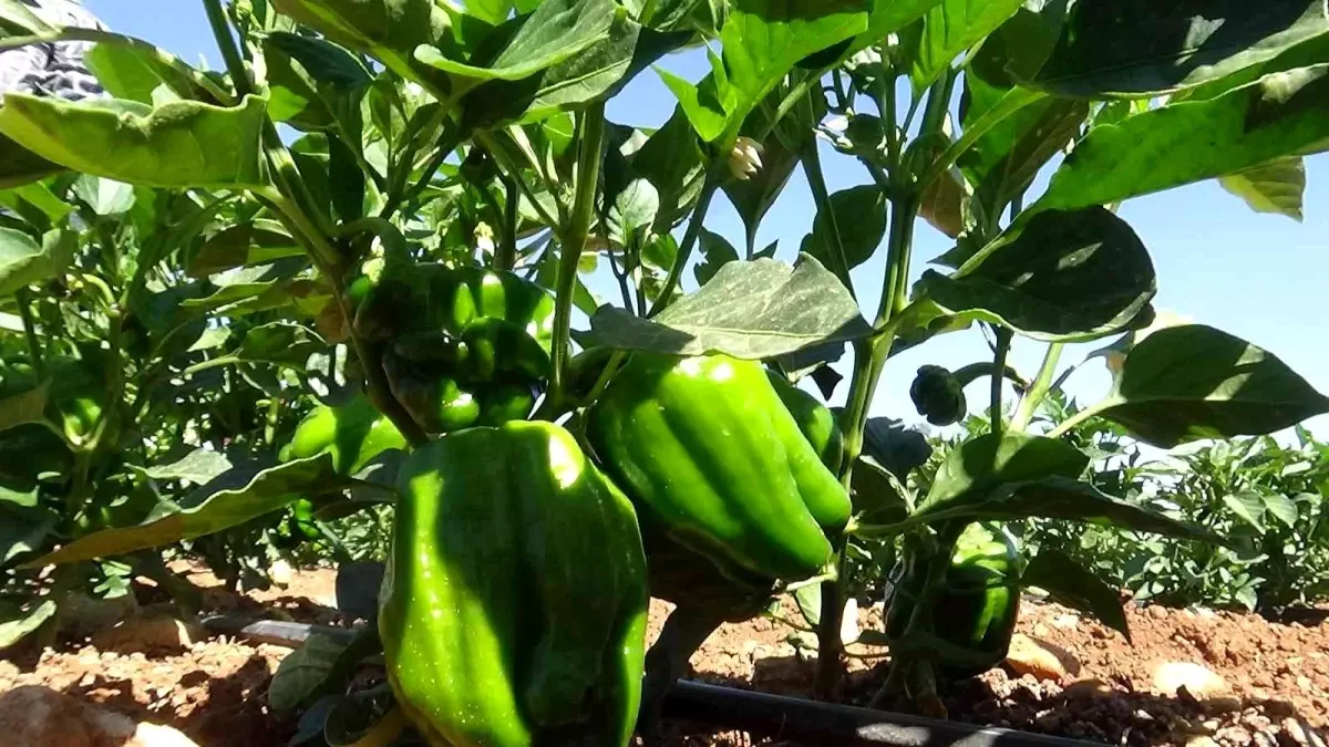 Kilis'te acı biber tarlada 6 TL, markette 15 TL'den satılıyor