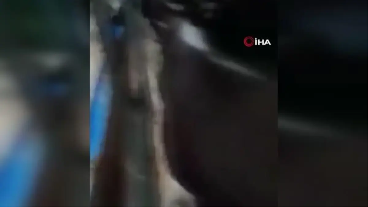 Son dakika: Sele kapılan 7 kurbanlık hayvan için seferber oldular
