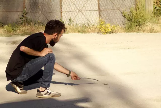 Yüksekova'da et yiyen 'Sarıkız' örümceği görüntülendi