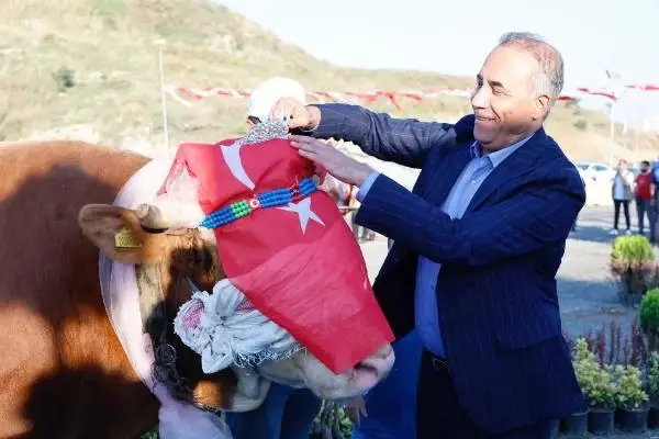 Kurbanlıklar podyuma çıktı, 1 tonluk 'Babayiğit' birinci olup altını kaptı