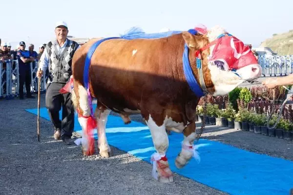 Kurbanlıklar podyuma çıktı, 1 tonluk 'Babayiğit' birinci olup altını kaptı