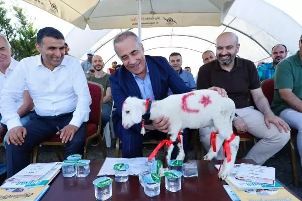 Kurbanlıklar podyuma çıktı, 1 tonluk 'Babayiğit' birinci olup altını kaptı