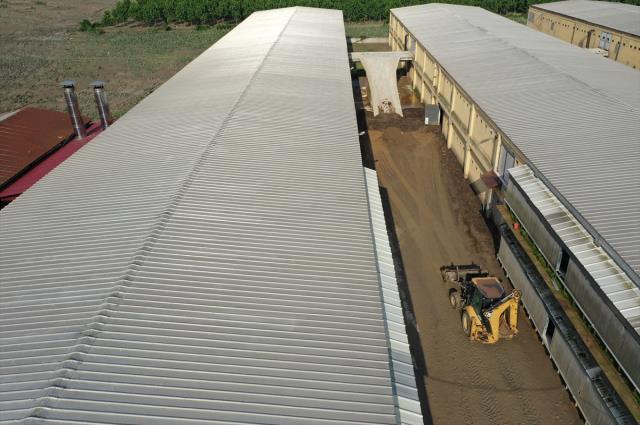 Sele teslim olan köyde tavuk çiftliğindeki 195 bin hayvan telef oldu! Çiftçi iflas bayrağını çekmek üzere