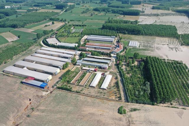 Sele teslim olan köyde tavuk çiftliğindeki 195 bin hayvan telef oldu! Çiftçi iflas bayrağını çekmek üzere