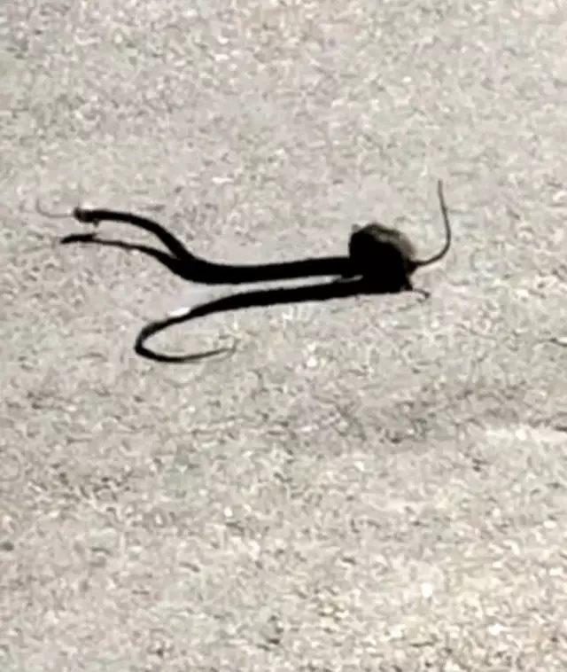 Acımasız yılan, yavru fareyi yuttu! Saniyeler sonrasında yaşananlar ise herkesi kahretti