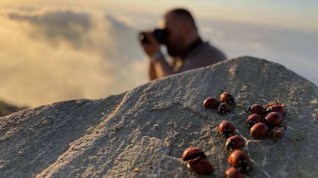 Koloniler halinde yaşıyorlar! Maceracılar bulutların üstündeki tepeye sırf onlar için tırmanıyor