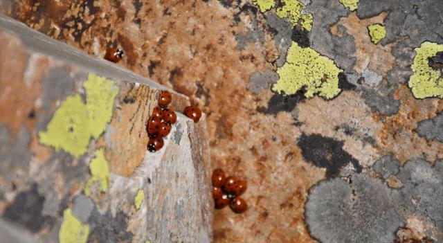 Koloniler halinde yaşıyorlar! Maceracılar bulutların üstündeki tepeye sırf onlar için tırmanıyor