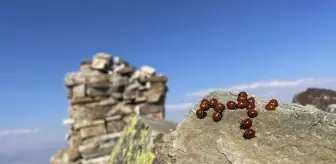 Koloniler halinde yaşıyorlar! Maceracılar bulutların üstündeki tepeye sırf onlar için tırmanıyor