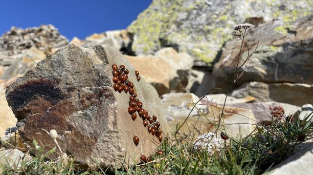 Koloniler halinde yaşıyorlar! Maceracılar bulutların üstündeki tepeye sırf onlar için tırmanıyor
