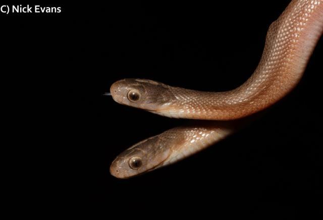 Yılan ihbarı aldığı eve giden adam, gördüğü manzara karşısında küçük dilini yuttu