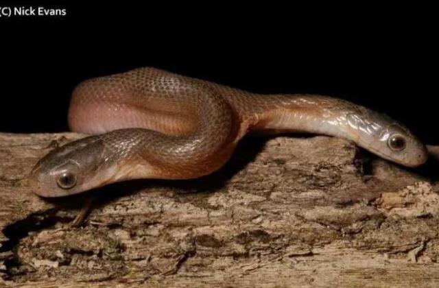 Yılan ihbarı aldığı eve giden adam, gördüğü manzara karşısında küçük dilini yuttu