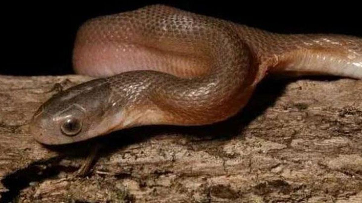 Yılan ihbarı aldığı eve giden adam, karşısında çift başlı yılanı görünce küçük dilini yuttu