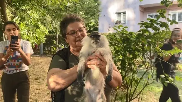 Bağcılar'da ağaçta görülen maymun heyecan yarattı, muza gelmeyince bayıltılarak yakalandı