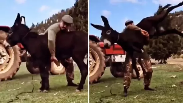 Altın kemeri alan başpehlivanın antrenman metodu hayvanseverleri ayağa kaldıracak Altın kemeri alan başpehlivanın antrenman metodu hayvanseverleri ayağa kaldıracak