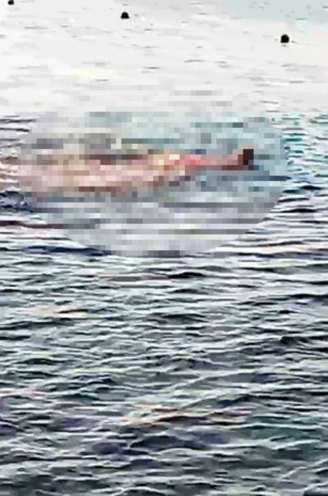 Köpekbalığının kanlı saldırısında parçalara ayrılan kadının ölümünde akılalmaz cankurtaran ihmali