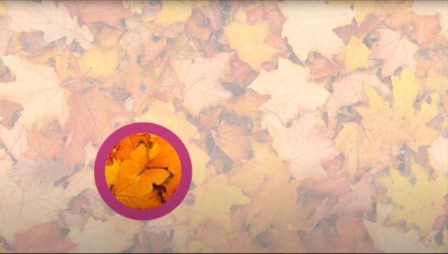 İşte doğanın mucizesi! Yapraklar arasında kamufle olan canlıyı hiç kimse fark edemiyor