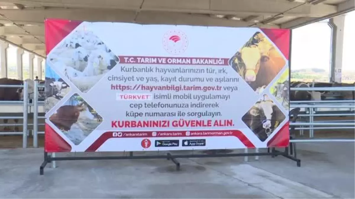Tarım ve Orman Bakan Yardımcısı Pakdil: 'Kurbanlık sayısı açısından sıkıntı yok'