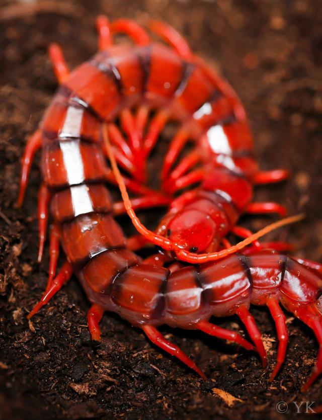 Türkiye'de sıcaklarla birlikte ortaya çıkan zehirli çıyanlar, adamı yatağa hapsediyor! Aman dikkat Türkiye'de sıcaklarla birlikte ortaya çıkan zehirli çıyanlar, adamı yatağa hapsediyor! Aman dikkat