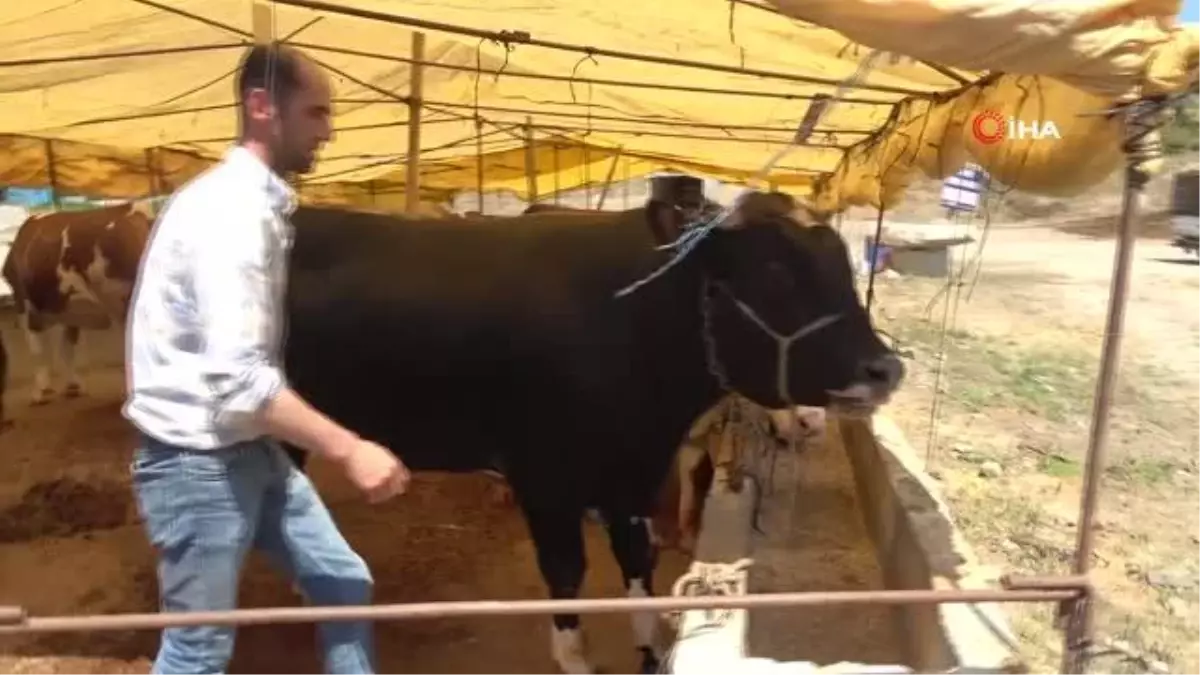 Bayrama ramak kala çadırlarda sıkı kurbanlık pazarlığı başladı