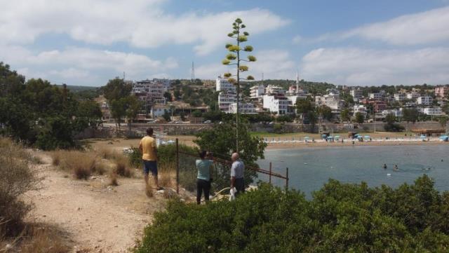 Bir ayda 5 metre uzayan esrarengiz bitki, 60 yıl sonra çiçek açtı