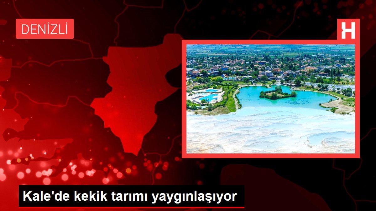 Kale'de kekik tarımı yaygınlaşıyor