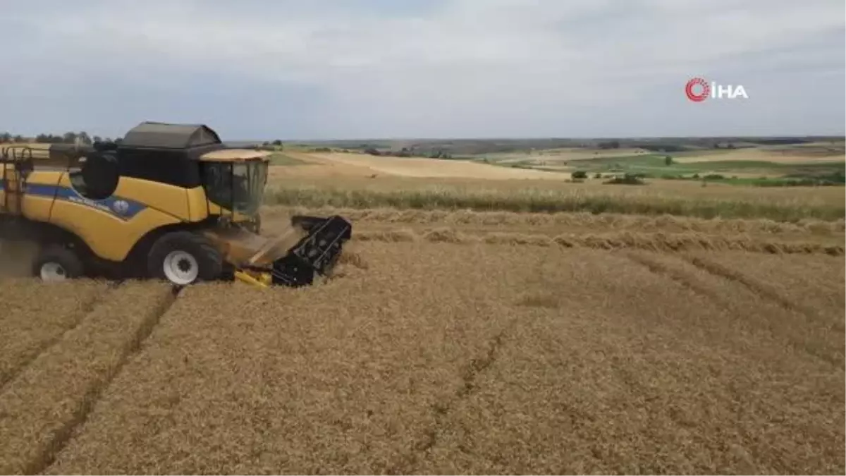 Tekirdağ'da buğday hasadı sürüyor