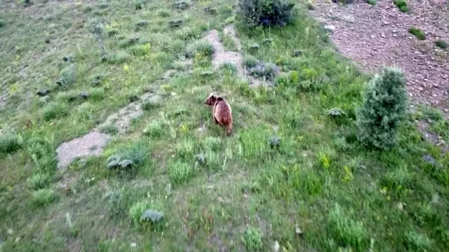 Tosunu yiyen ayıyı dron ile kovaladı