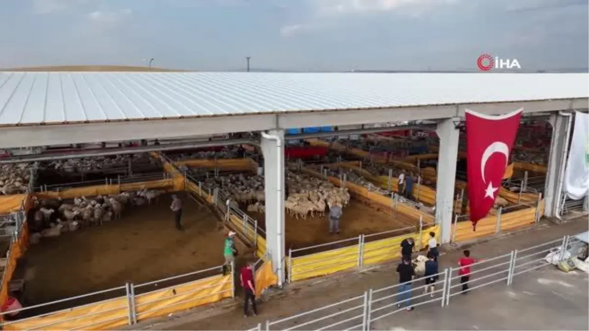 Gölbaşı Kurban Satış ve Kesim Tesisi'nde Bayram Heyecanı