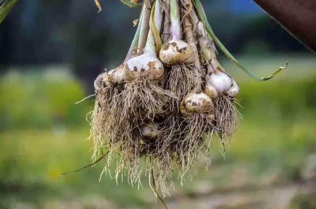 4 bin ailenin gelir kapısı 'beyaz altın' Taşköprü sarımsağının hasat dönemi başladı