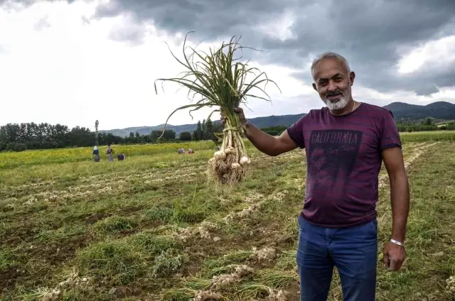 4 bin ailenin gelir kapısı 'beyaz altın' Taşköprü sarımsağının hasat dönemi başladı